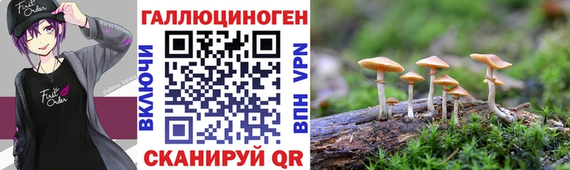 Псилоцибиновые грибы GOLDEN TEACHER  где продают наркотики  даркнет телеграм  Звенигово 